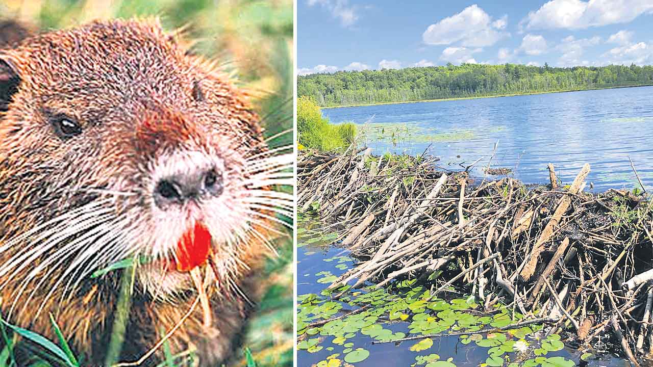 Rats | ఈ ఎలుకలు డ్యామ్‌ కట్టేస్తాయి!