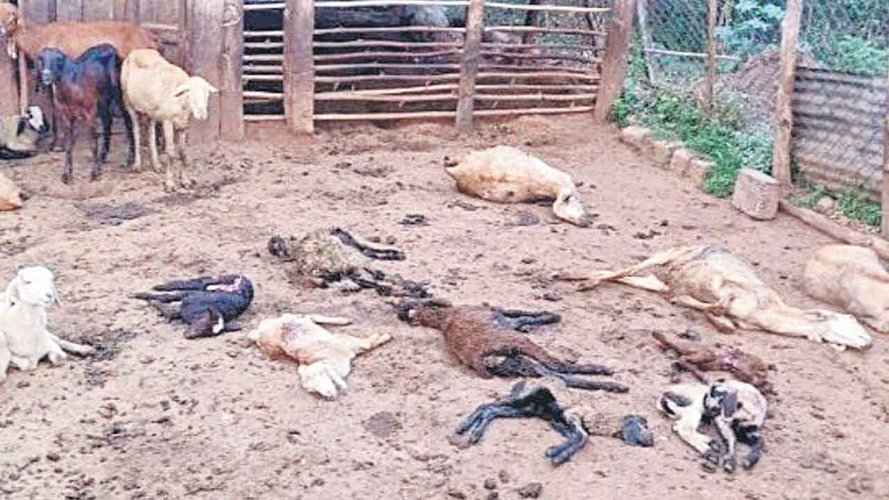 తోడేళ్ల దాడిలో గొర్రెల మృతి