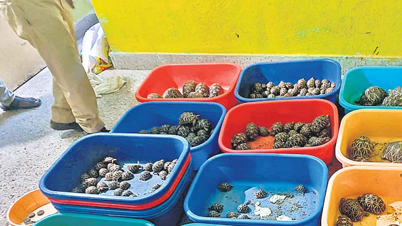 Star Tortoises | నక్షత్ర తాబేళ్ల స్మగ్లింగ్‌