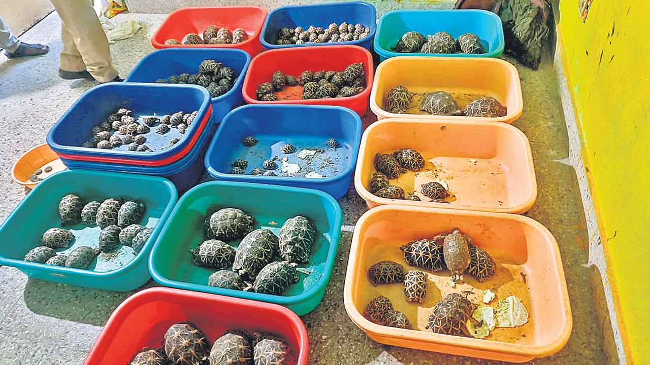 Star Tortoises | అరుదైన జాబితాలో నక్షత్ర తాబేళ్లు.. వాటిని విక్రయిస్తే జైలుకే