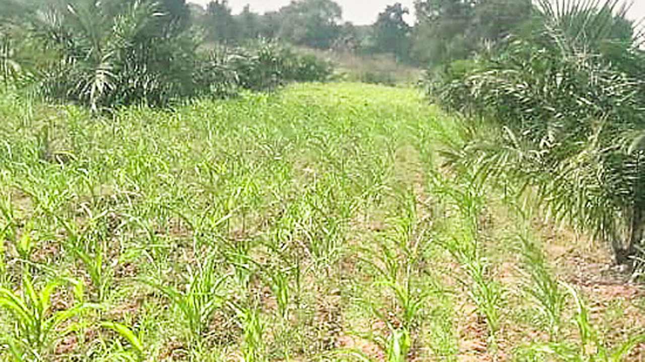 కరెంటు కోతలు.. ఎండిపోతున్న పంటలు