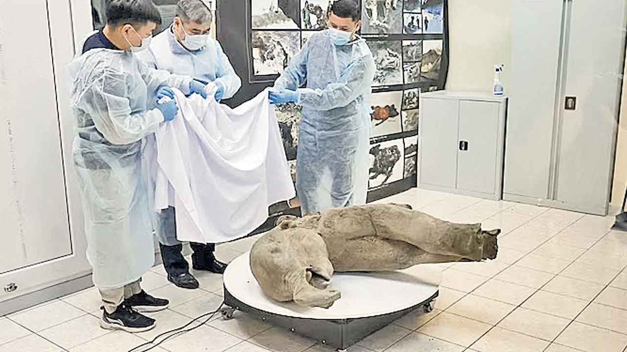 Mammoth | 50 వేల ఏండ్ల నాటి ఏనుగు.! కళేబరాన్ని కనుగొన్న శాస్త్రవేత్తలు సైబీరియా