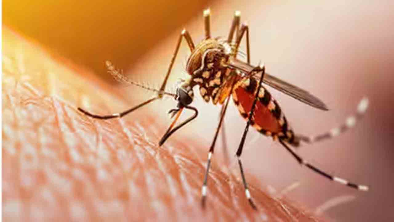 Zika virus | కలకలం.. నెల్లూరులో ఆరేళ్ల బాలుడికి జికా వైరస్‌ ?