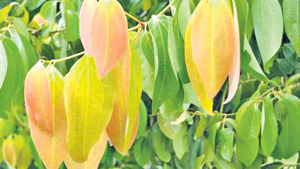 ఘనం.. పీవీ వనం