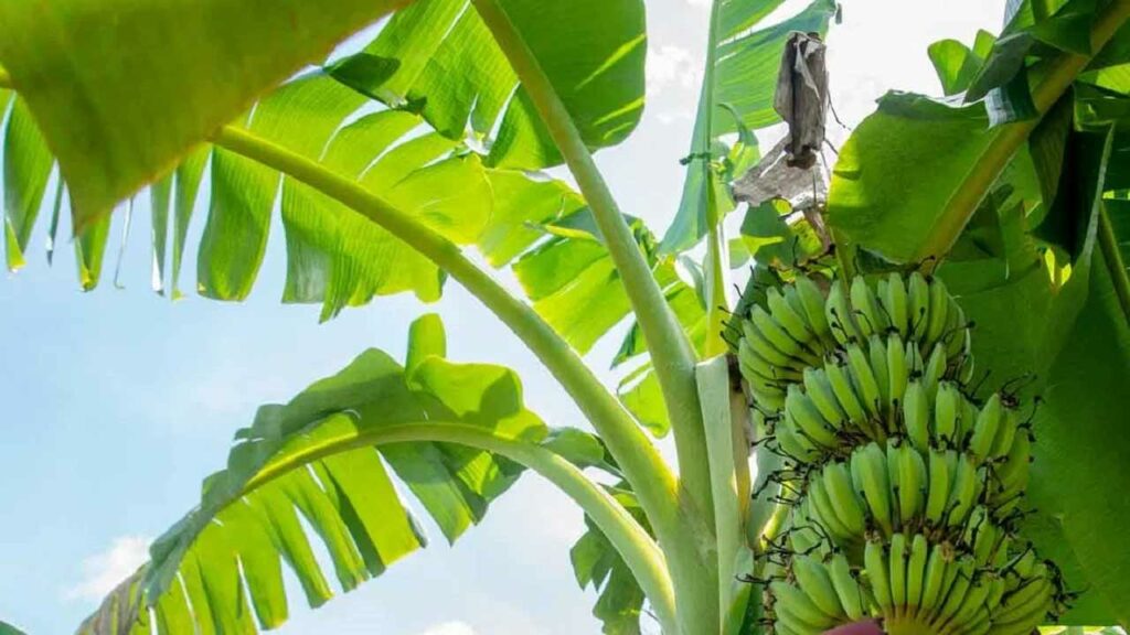 Banana
