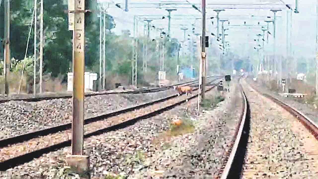 మాకుడి రైల్వేస్టేషన్‌ సమీపంలో పెద్దపులి