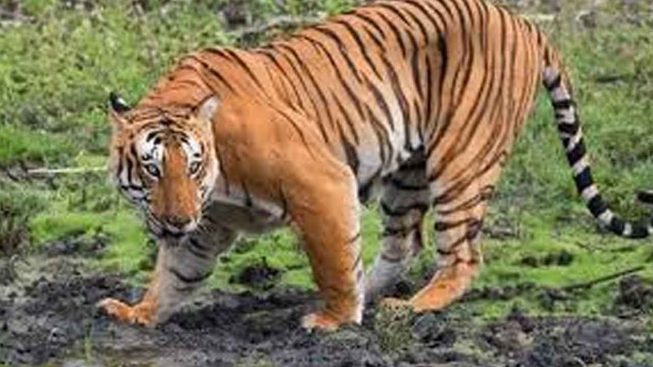 గోదావరి ఒడ్డున పెద్దపులి సంచారం