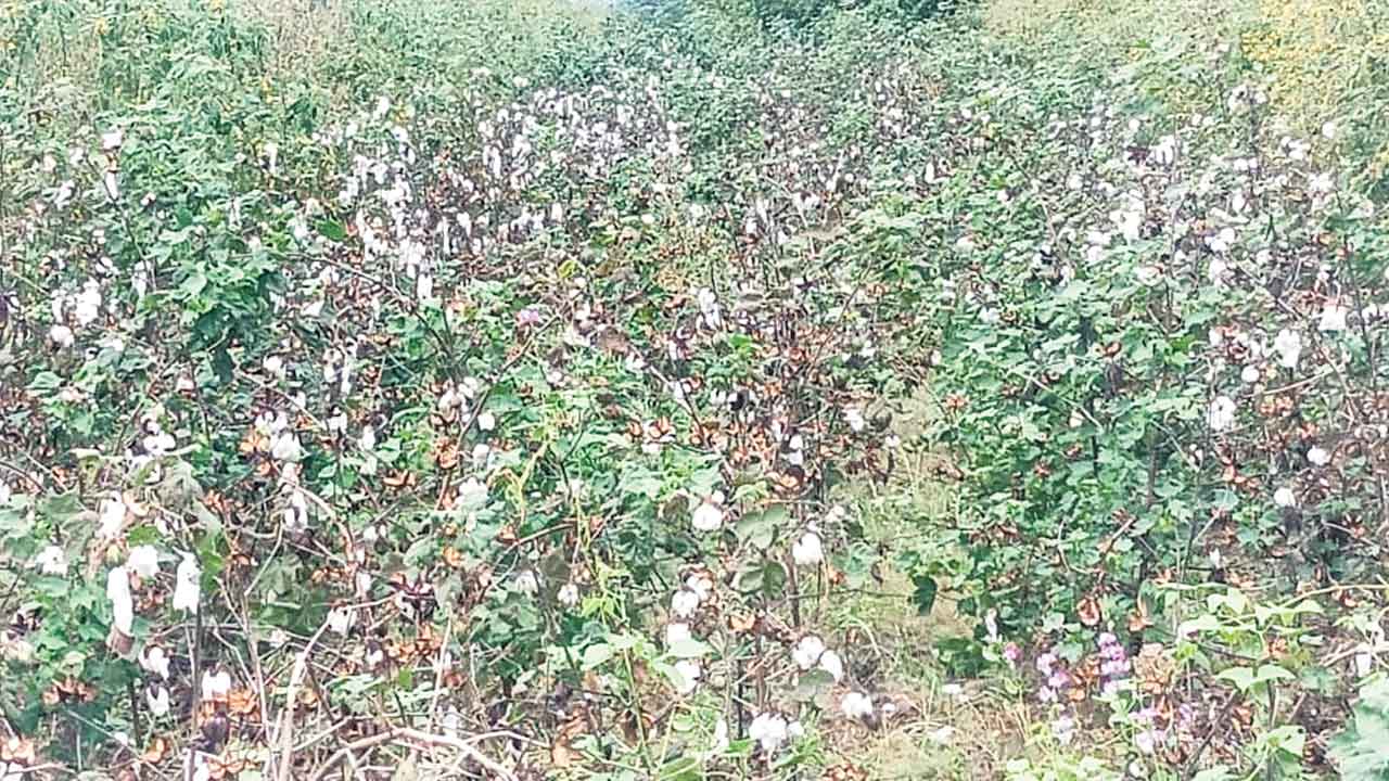 Cotton