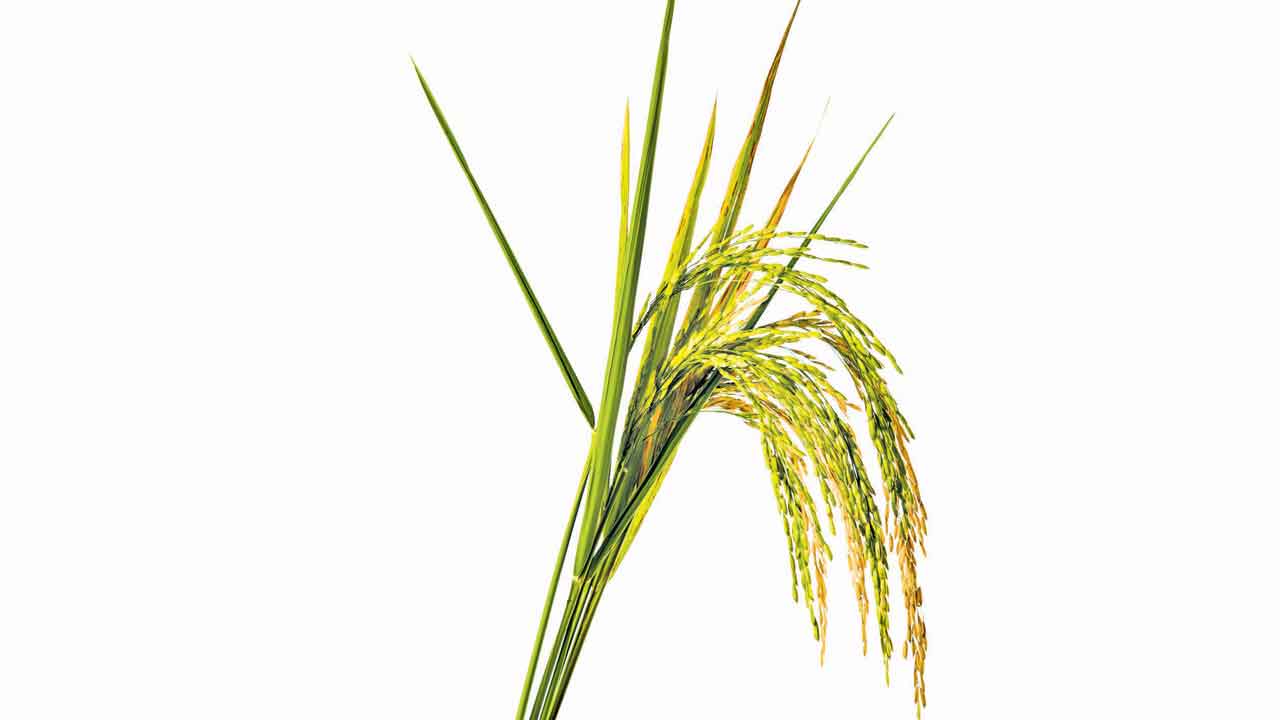 Crop