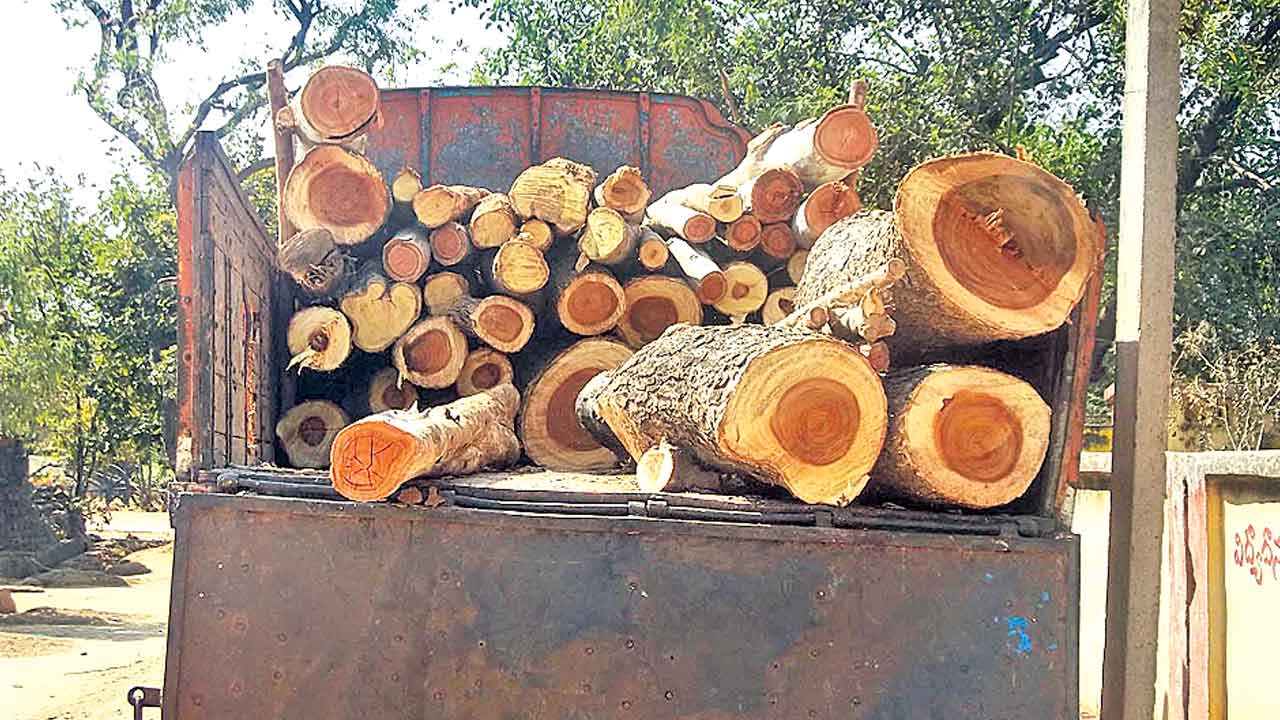 కలపను కబళిస్తున్న మాఫియా..