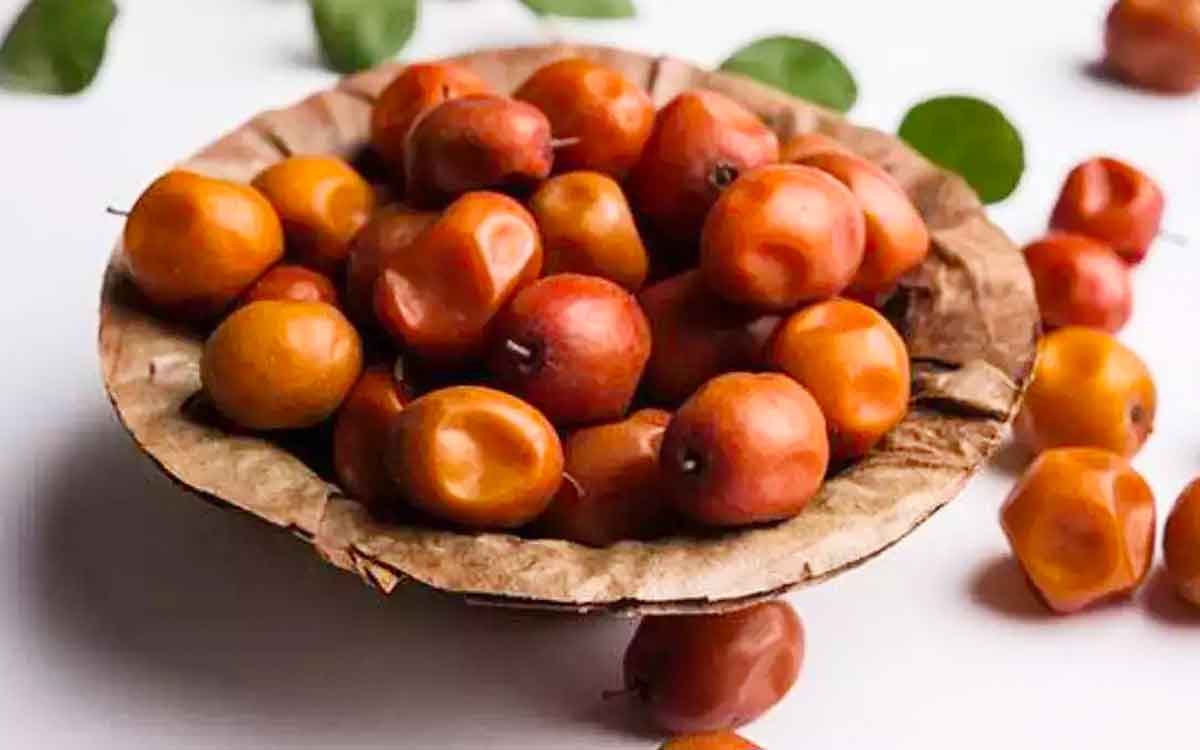 Jujube Fruit | రేగు పండ్ల‌ను తింటే ఇన్ని లాభాలా.. ఎవ‌రూ చెప్ప‌నేలేదే..!