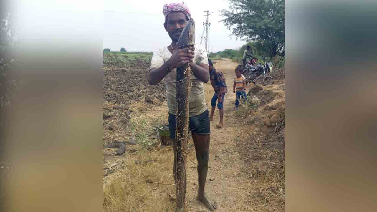 Korrameenu Fish | నెట్టెంపాడు కాల్వలో ఆరడగుల కొర్రమీను
