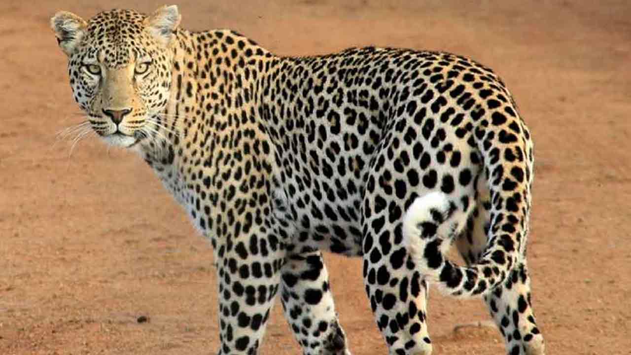 Leopard died | కృష్ణా జిల్లాలో వలలో చిక్కుకుని చిరుత మృతి