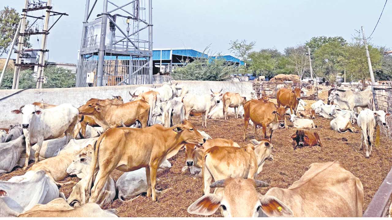 రాజన్న కోడెల స్థితిగతులపై నేటి నుంచి ఆరా