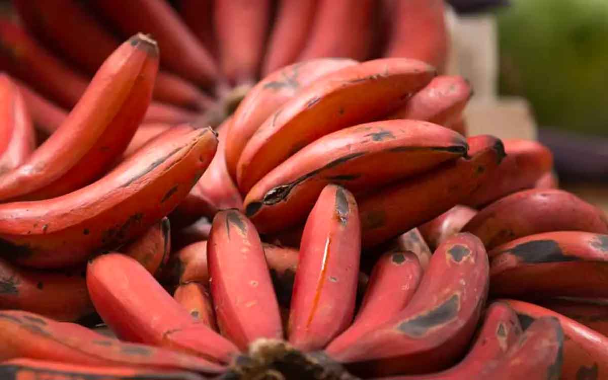 Red Banana | ఎరుపు రంగు అర‌టి పండ్లు మ‌న‌కు చేసే మేలు అంతా ఇంతా కాదు.. మిస్ చేసుకోకుండా తినండి..!