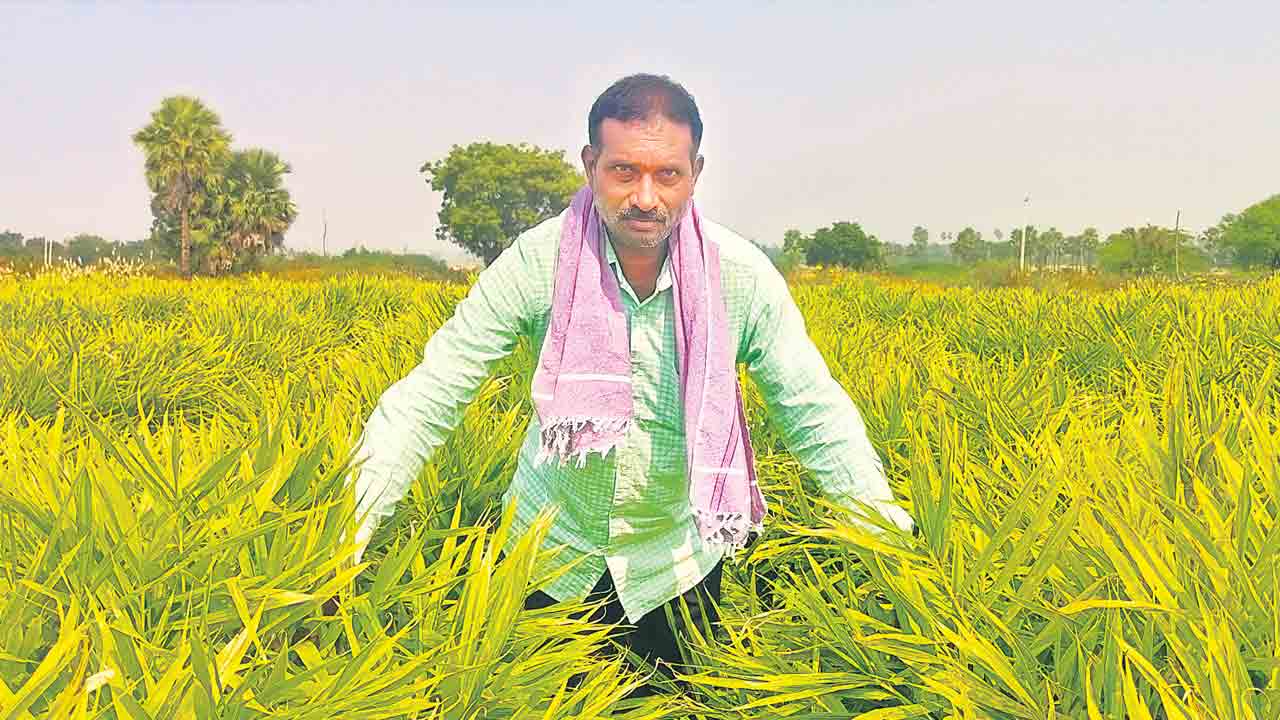 వాణిజ్య పంటలపై మక్కువ