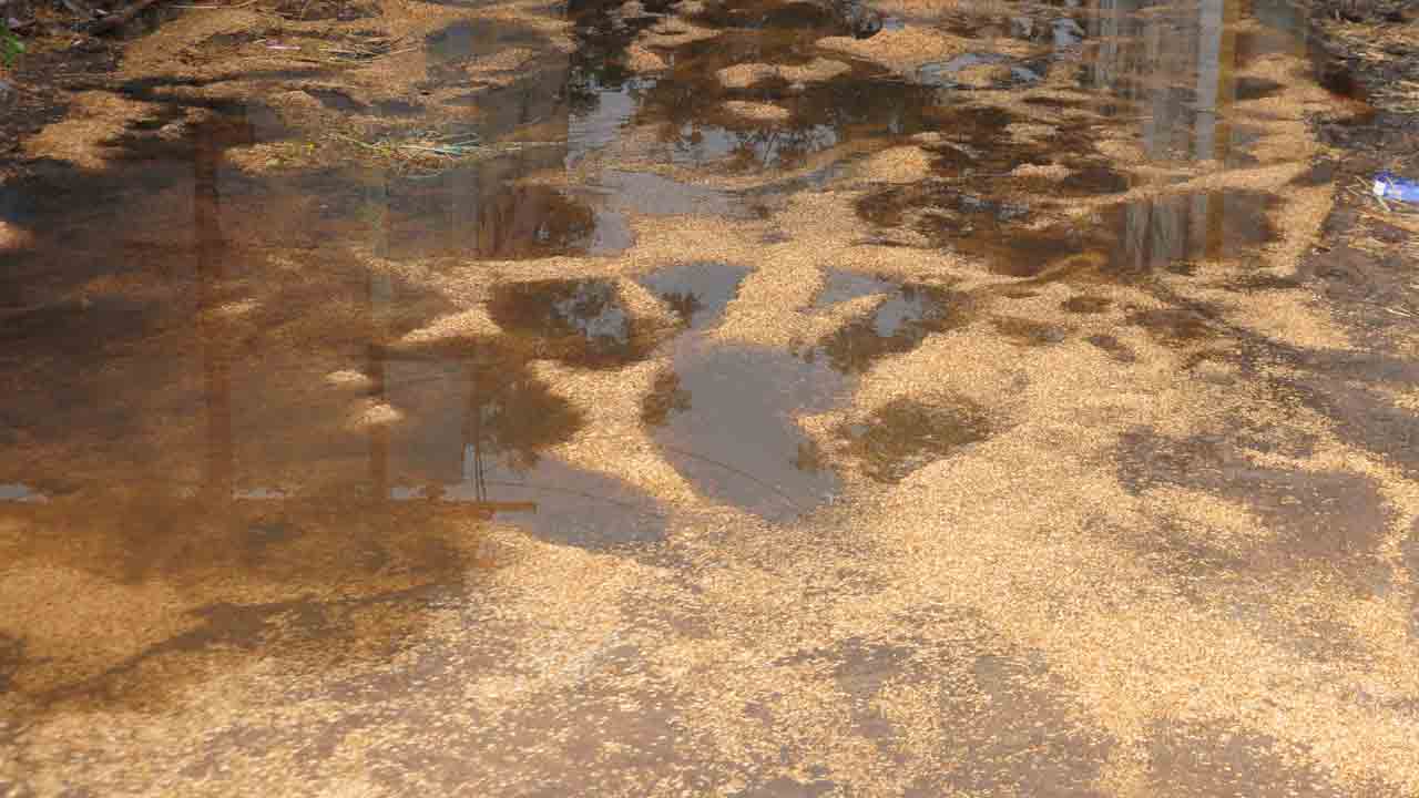 పేట మార్కెట్‌లో తడిసిన 420 బస్తాల ధాన్యం