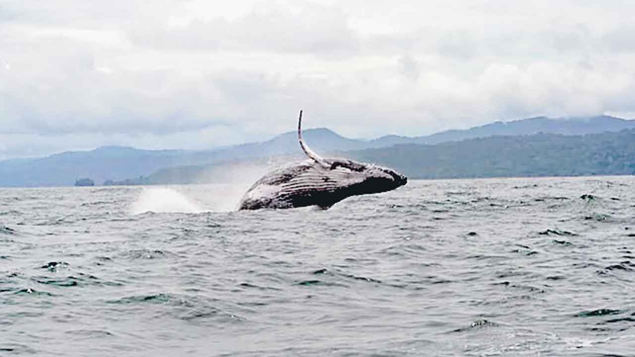 Whale | ఆడ తోడు కోసం మూడు సముద్రాలు దాటి! 19 వేల కి.మీ. వలస వెళ్లిన తిమింగలం