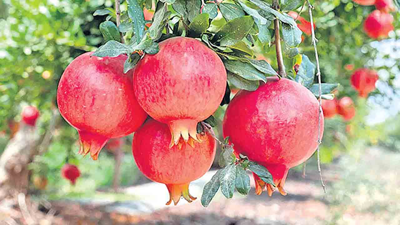 ఘనం.. పీవీ వనం