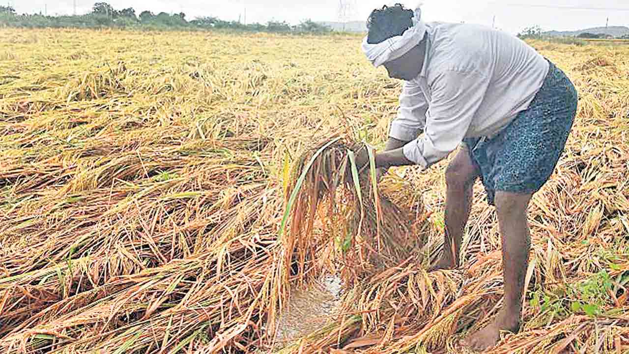 10% తగ్గనున్న వరి ఉత్పత్తి