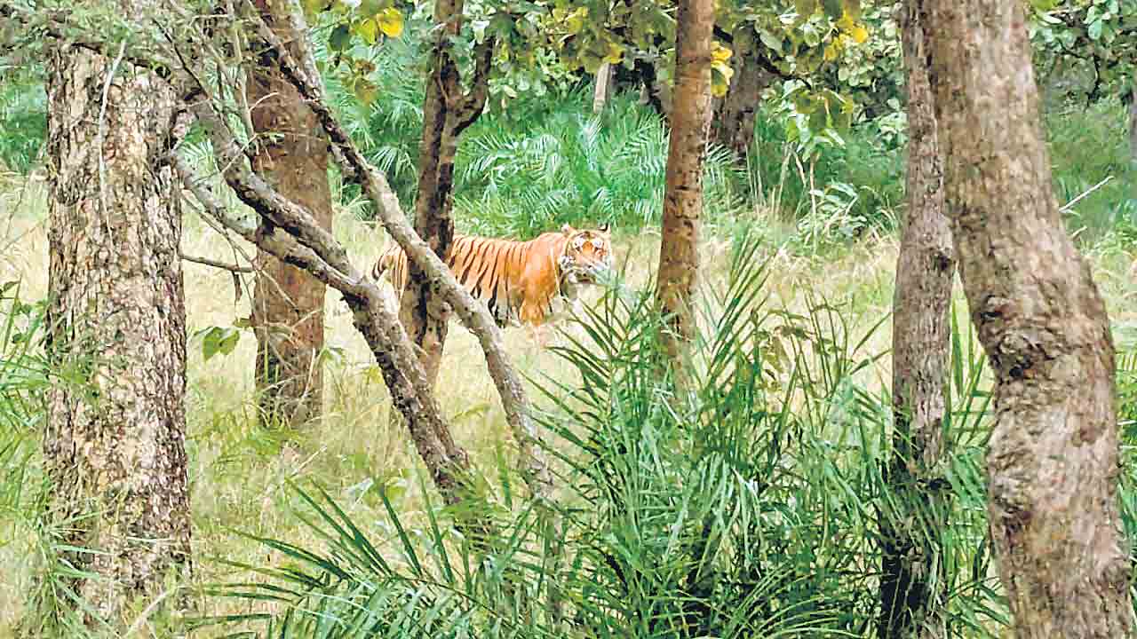 Amrabad Forest | చిట్టడవికి పునరావాస ముప్పు.. లక్ష చెట్ల తొలగింపునకు కేంద్రం అనుమతి కోరిన అటవీశాఖ