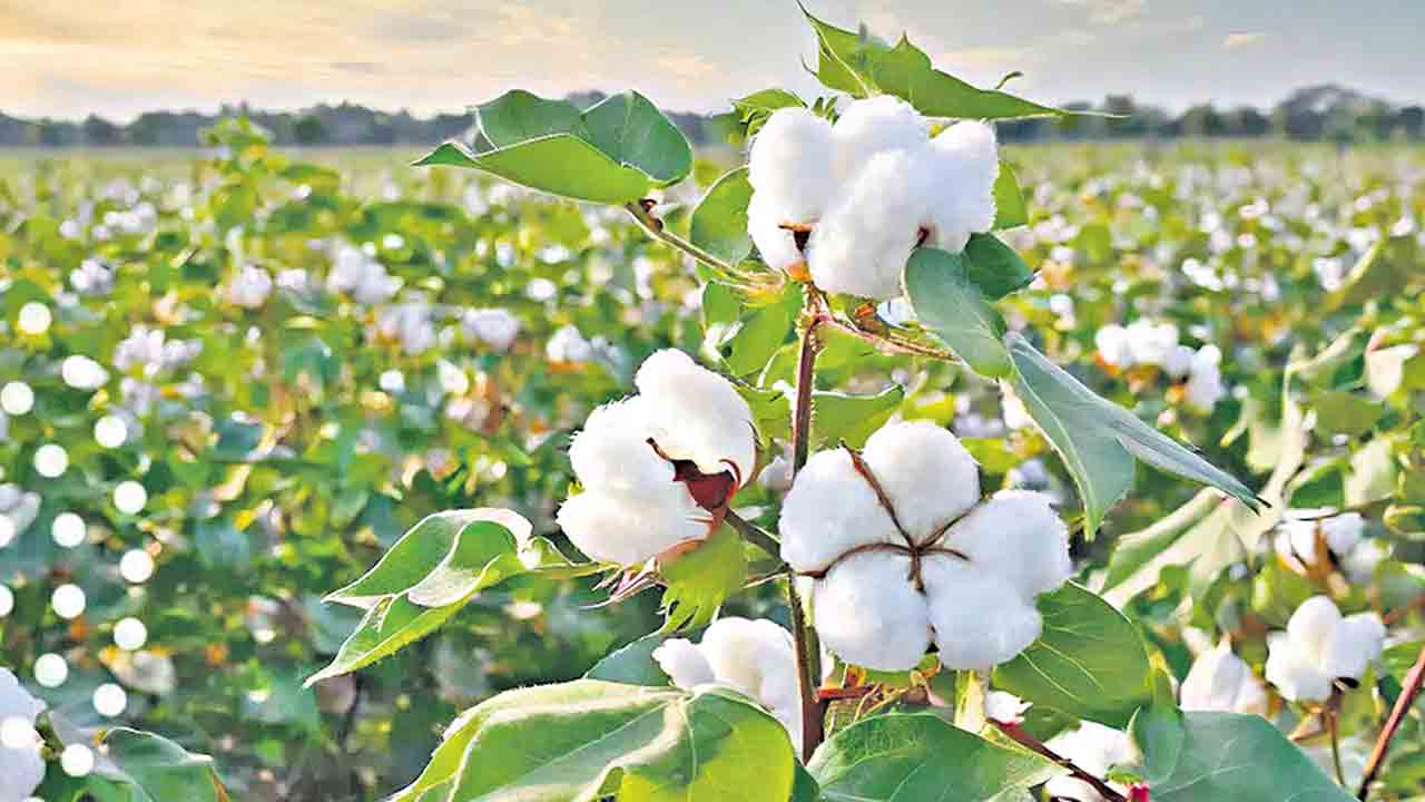 పత్తి ర్తెతుకు భరోసా దక్కేనా?