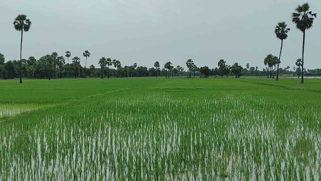 50 లక్షల ఎకరాల్లో యాసంగి సాగు