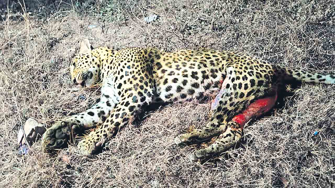 వాహనం ఢీకొని చిరుత మృత్యువాత