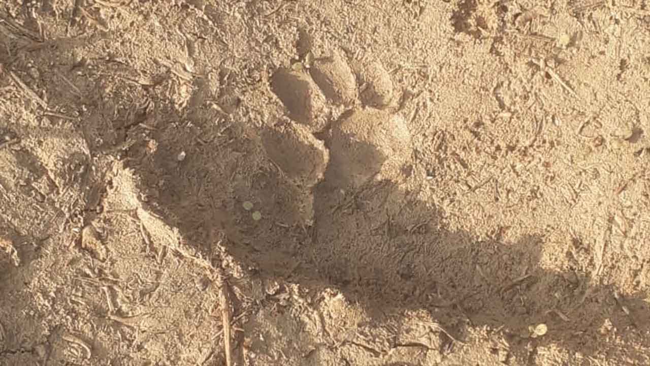 తిప్పారెడ్డిపల్లిలో అడవి జంతువు కలకలం