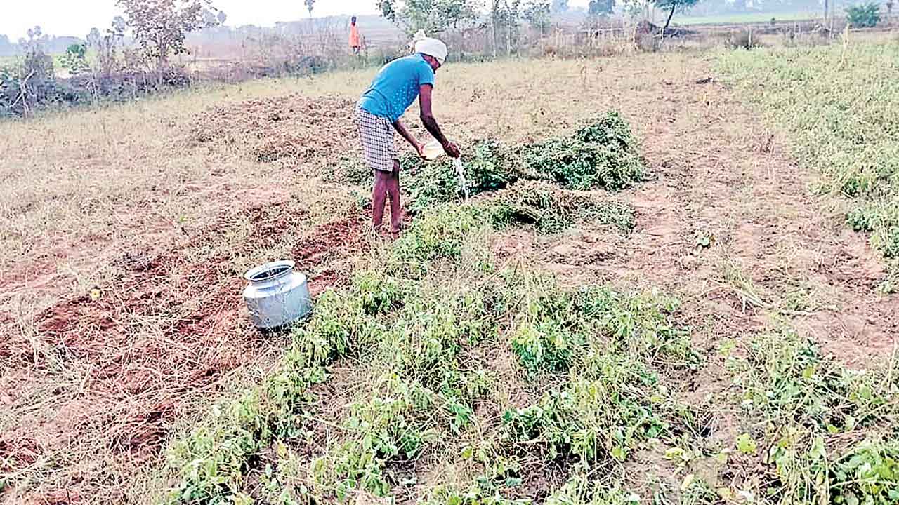 నీళ్లు లేక.. పంట రాక!