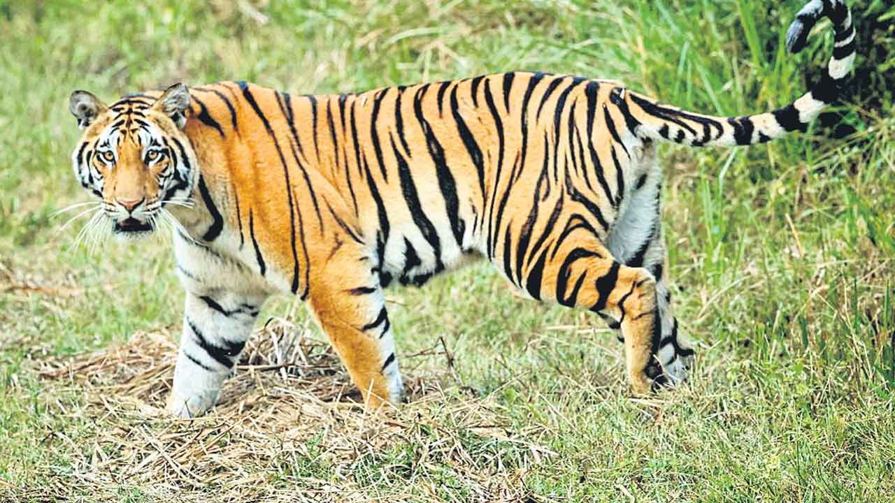 జగిత్యాల జిల్లాలో పెద్దపులి సంచారం