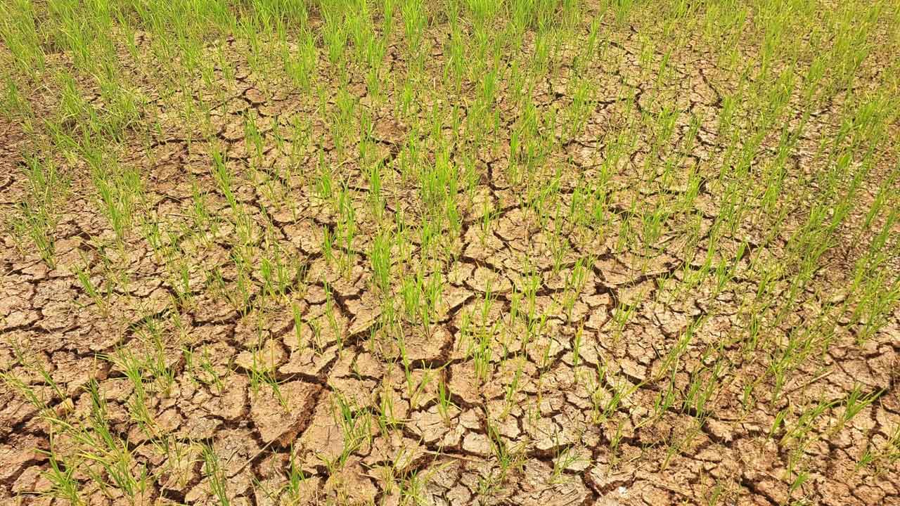 ఎస్సారెస్పీ ఆయకట్టులో సాగునీటి ఇక్కట్లు