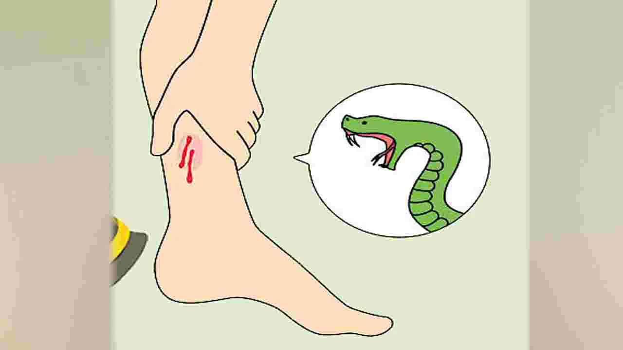 పాముకాట్లపై చర్యలు తీసుకోండి