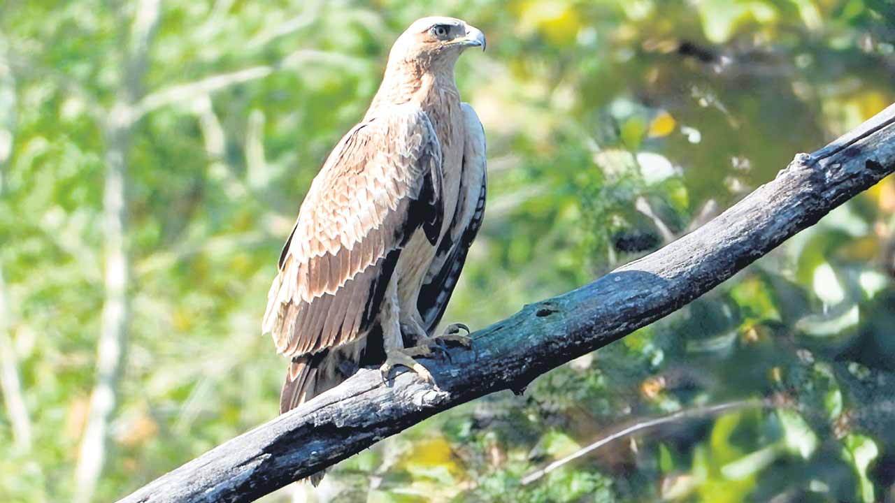 Adilabad1