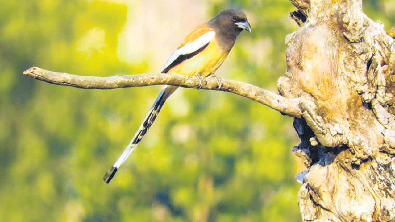 Adilabad2