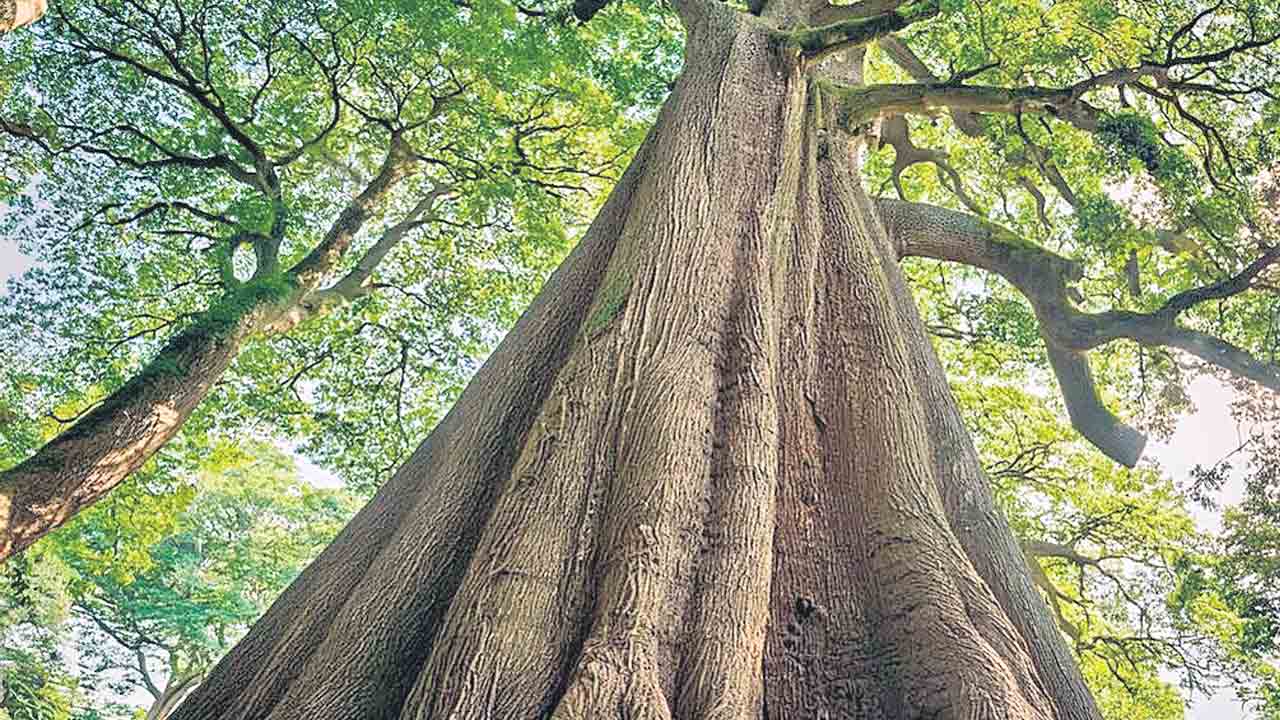 ఘనం.. పీవీ వనం
