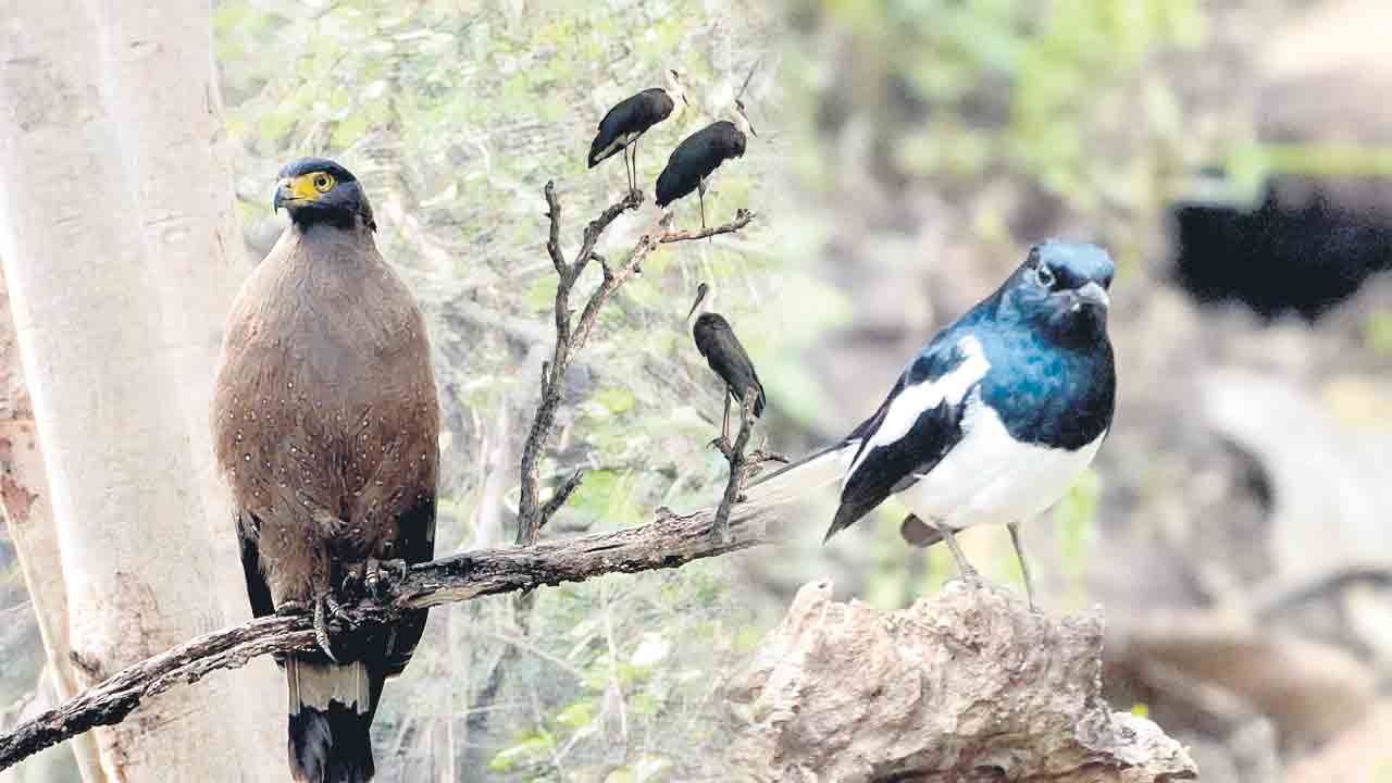 కవ్వాల్‌ కనువిందు