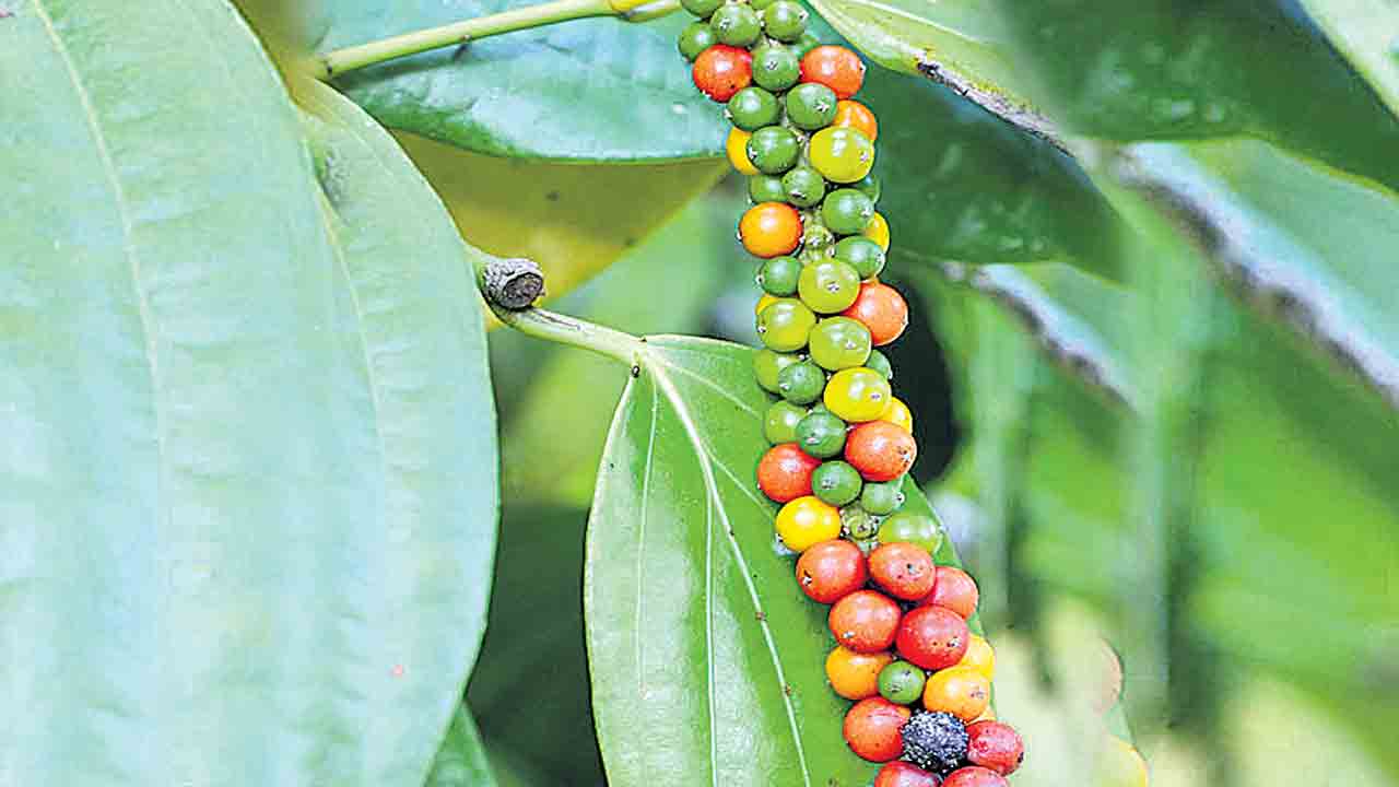 ఘనం.. పీవీ వనం