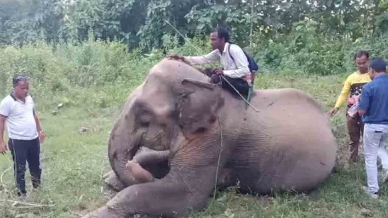 Elephant Chandratara | సరిహద్దులు దాటిన పెంపుడు ఏనుగు.. అది తనదంటే తనదని కొందరు   వాదన