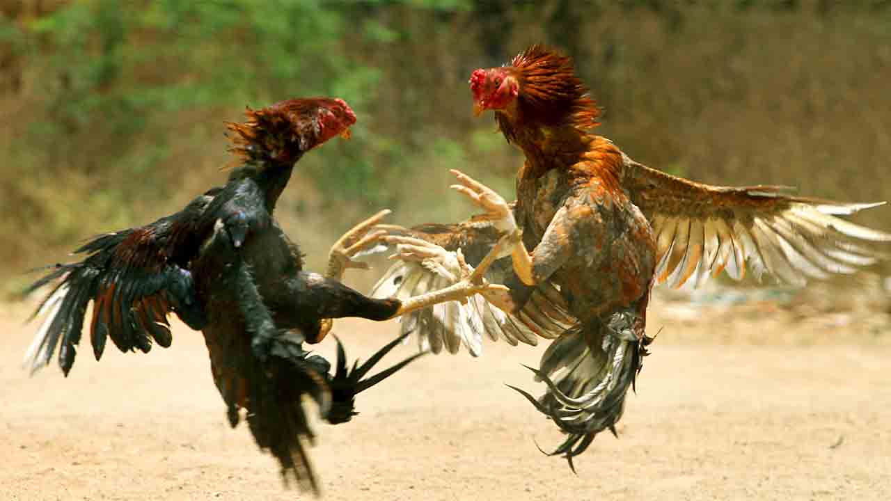 Cock fighting camp | కోడిపందెం శిబిరంపై దాడి.. పోలీసుల అదుపులో మాజీ ఎమ్మెల్యే