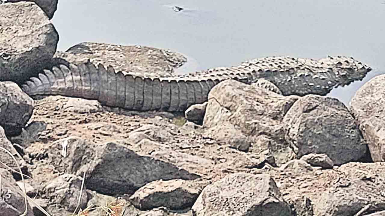 మంజీరా నదిలో మొసళ్ల కలకలం