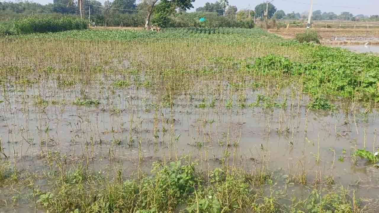కాల్వ పొంగింది.. పంట మునిగింది..