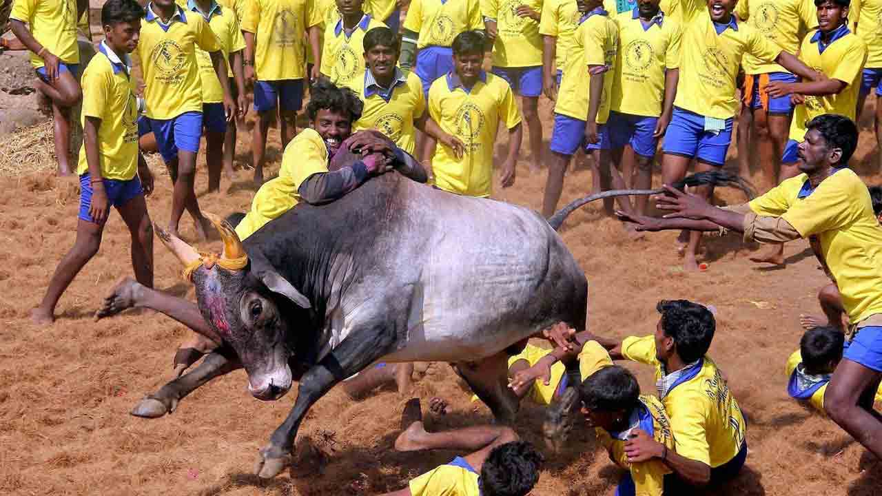 Jallikattu | తమిళనాడులో సంప్రదాయ జల్లికట్టు ప్రారంభం.. బరిలోకి 600కిపైగా ఎద్దులు