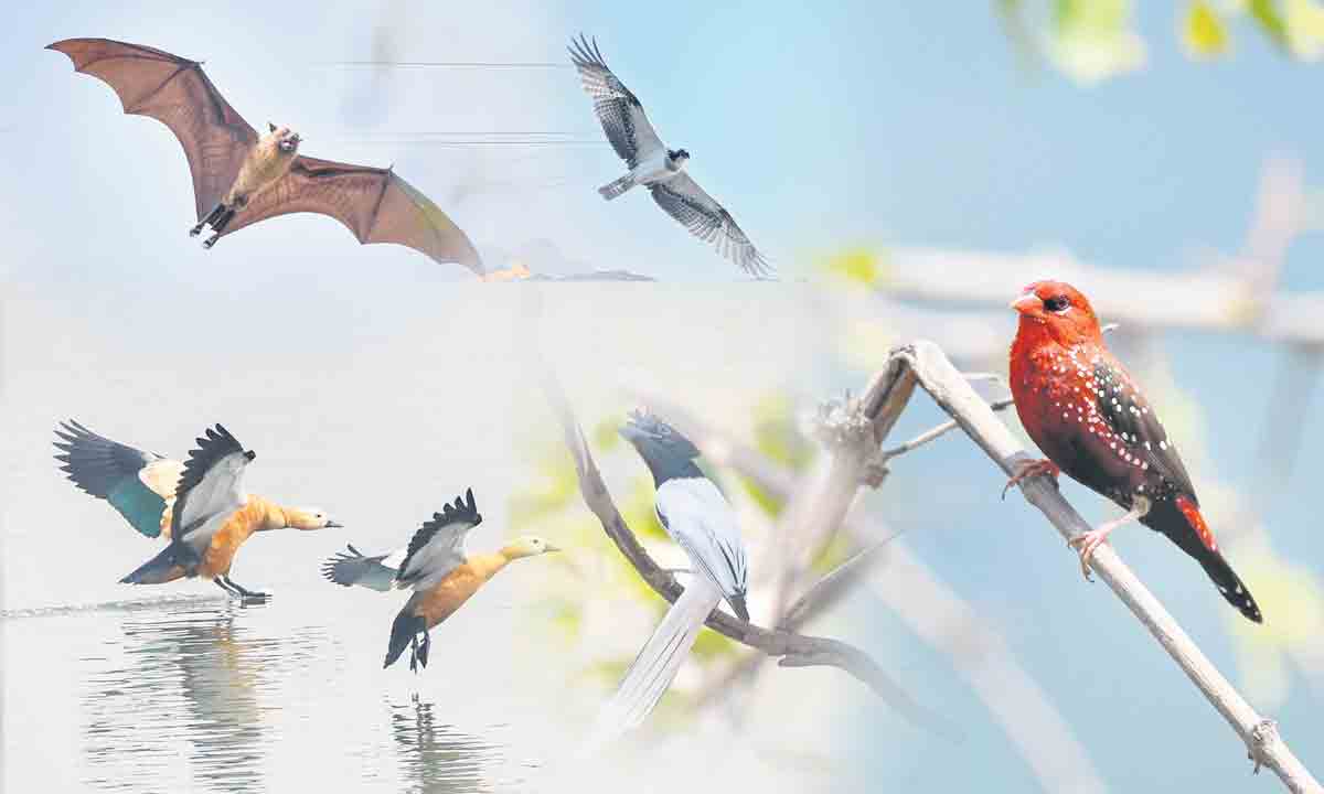 అందాల కనువిందు