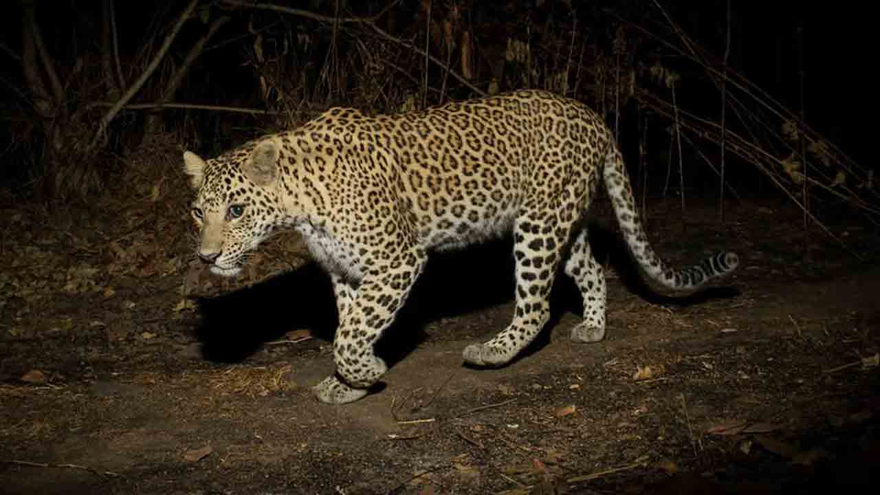 Leopard Roaming | రాయపోల్‌లో చిరుత సంచారం.. ఆందోళనలో రైతులు..