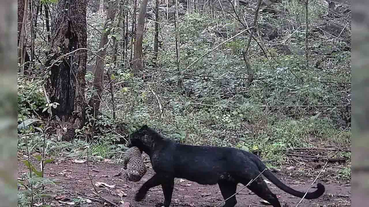 Leopard | ఒడిశా అడవుల్లో అరుదైన నల్ల చిరుత.. వీడియో