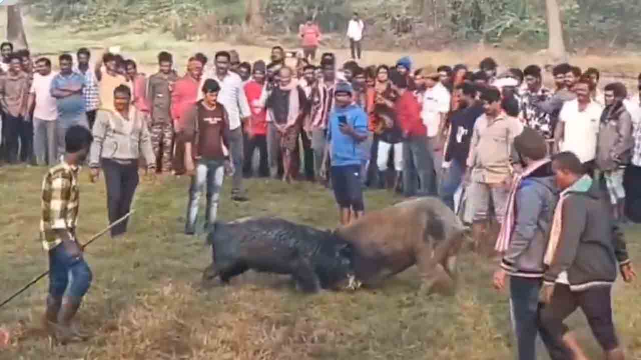 Pig Fighting | సంక్రాంతికి కోళ్ల పందేలే కాదు.. పందుల పోటీలు కూడా.. ఓ లుక్కేయండి