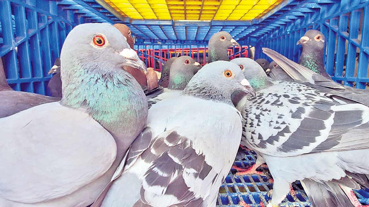 పావురాలతో పందెం