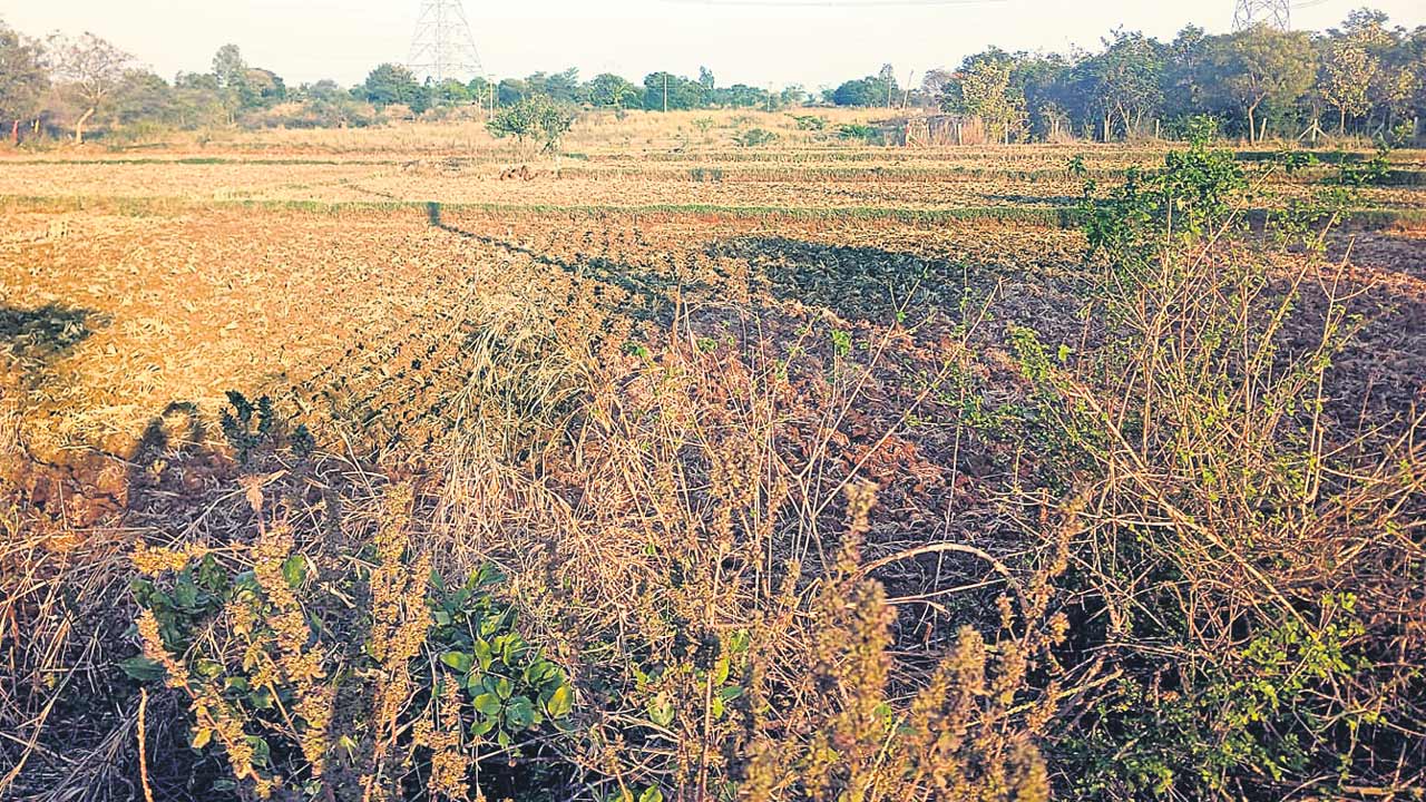 నిషేధం.. నిస్తేజం..?