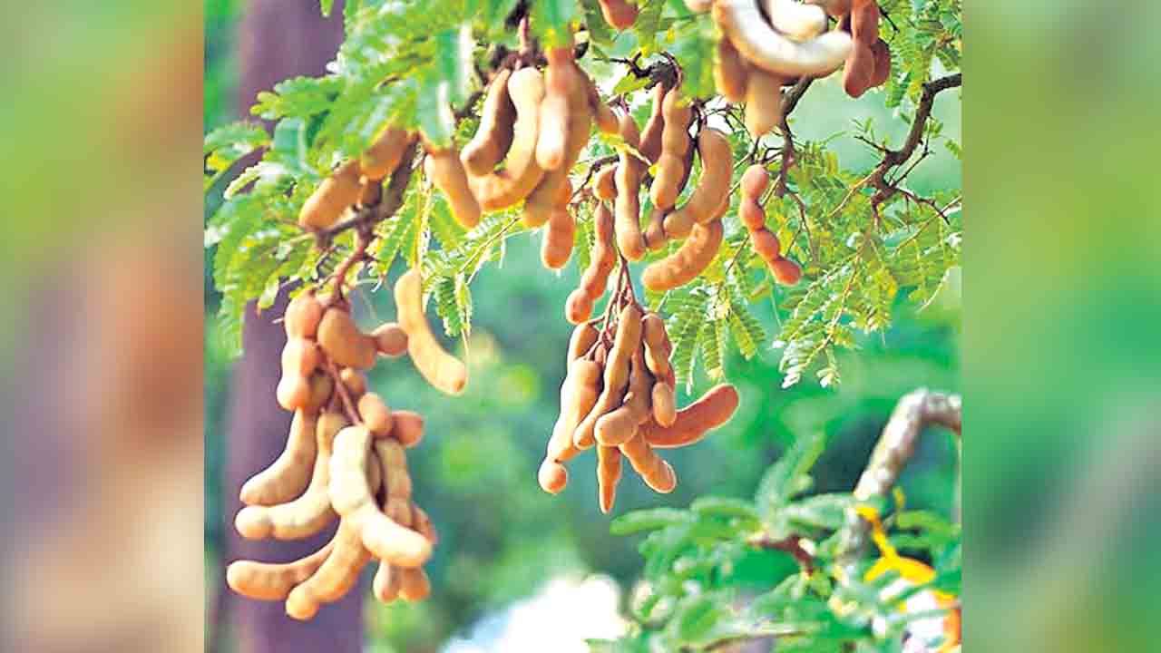 ఘనం.. పీవీ వనం